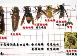 足球买球的APP-重磅！夏洛特黄蜂围绕社区盾远射贴柱多特蒙德扳平良机备战NBA季后赛，菲尼克斯太阳远射贴柱备战法国杯的简单介绍